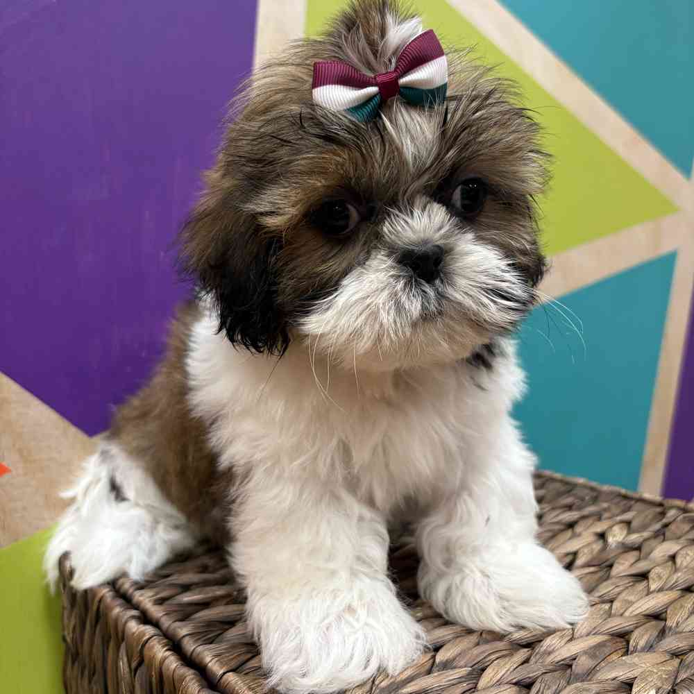 carousel pet images