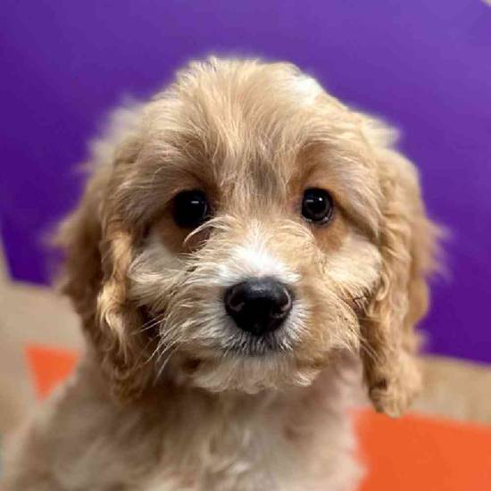 Cleveland