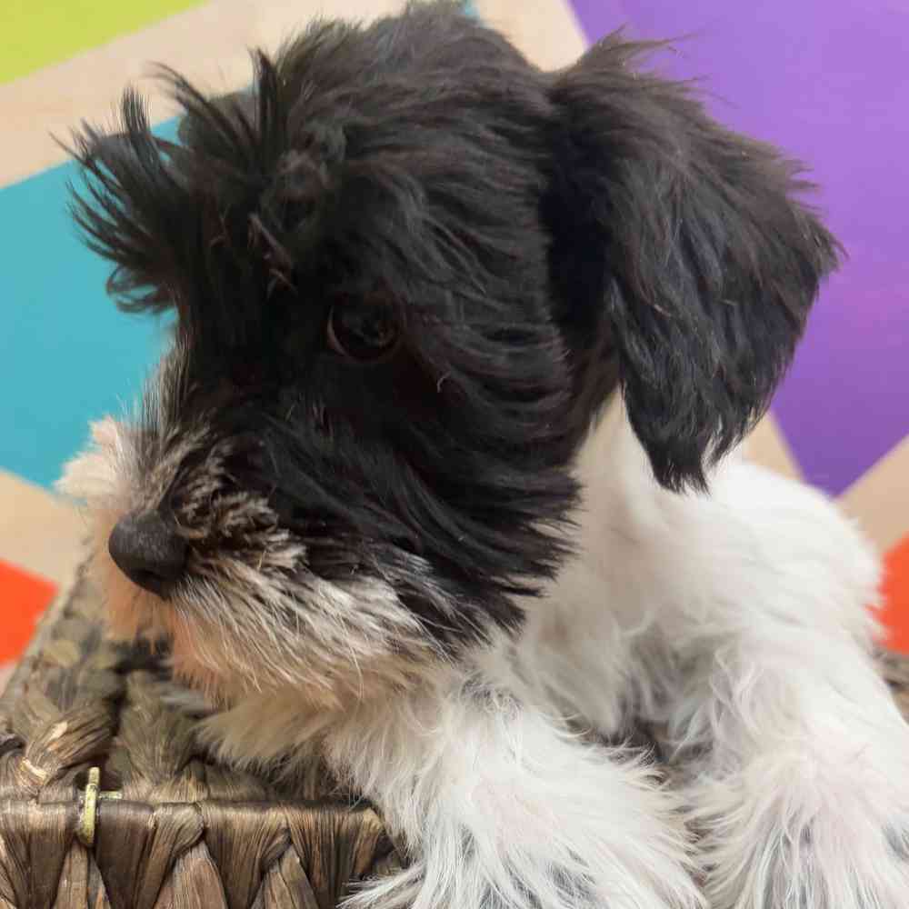 carousel pet images