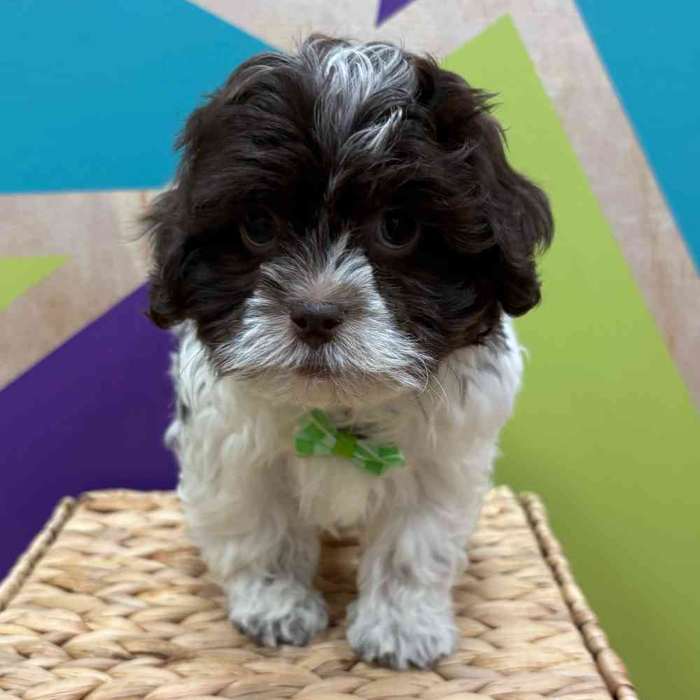 carousel pet images