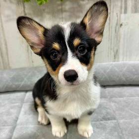 Pembroke Welsh Corgi