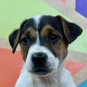 Jack Russell Terrier
