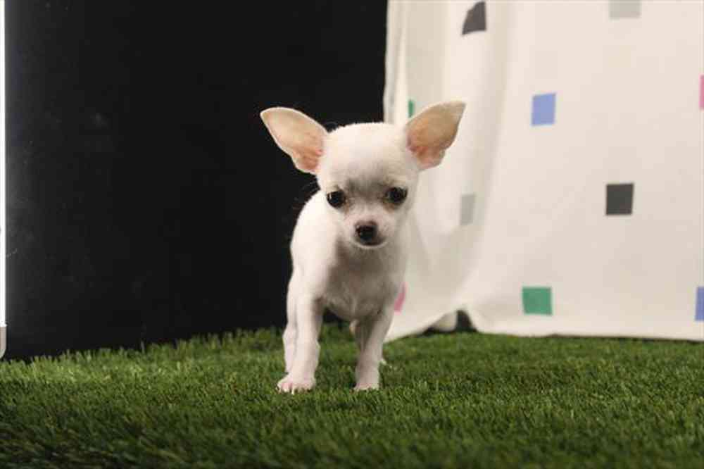 carousel pet images