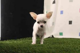 Chihuahua