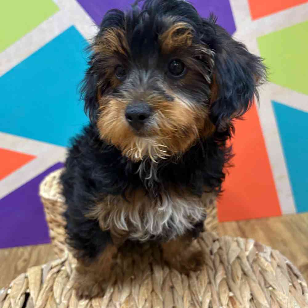 carousel pet images