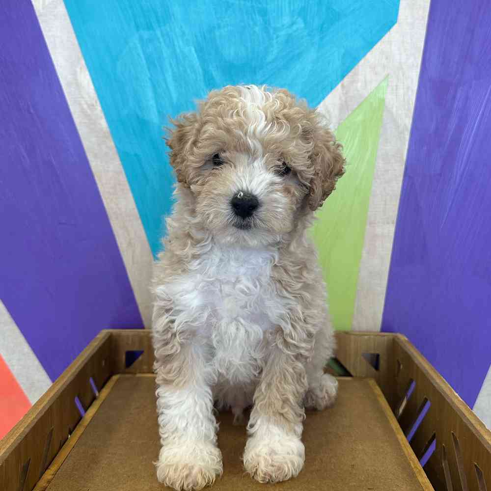 carousel pet images