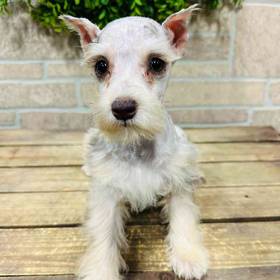 Mini Schnauzer
