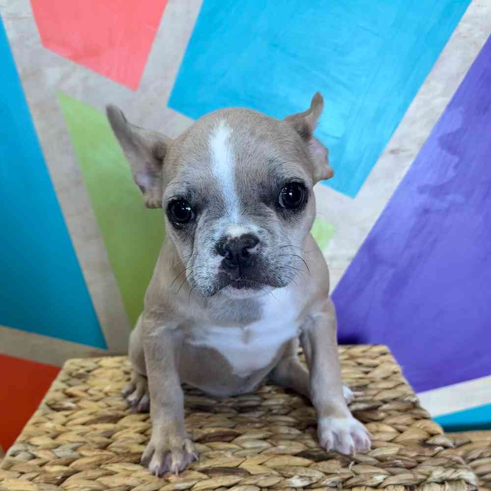 carousel pet images