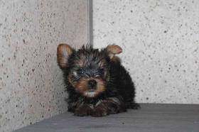 Yorkie