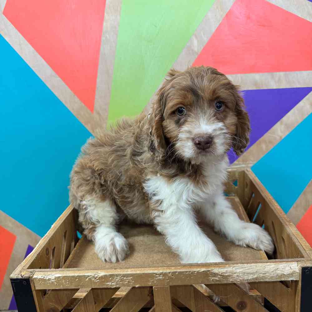 carousel pet images