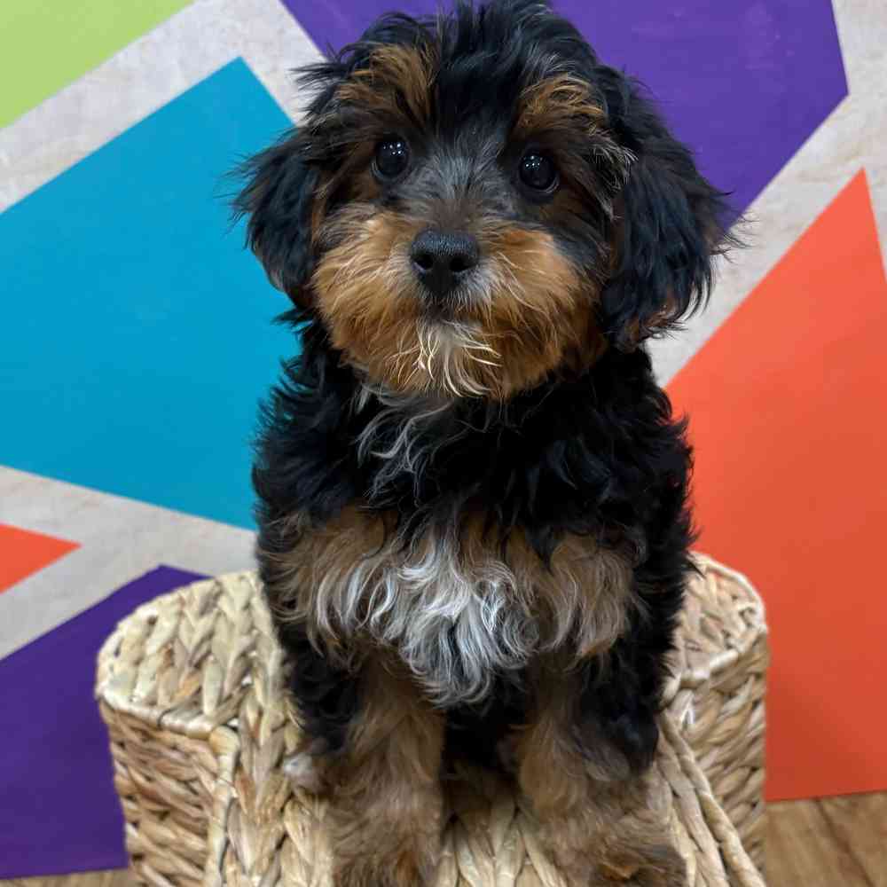 carousel pet images