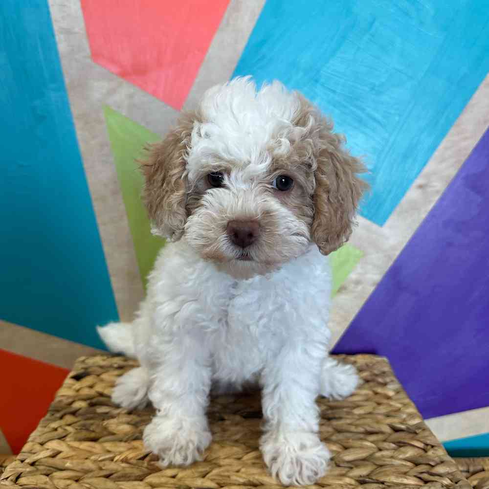 carousel pet images