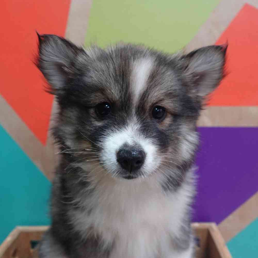 carousel pet images