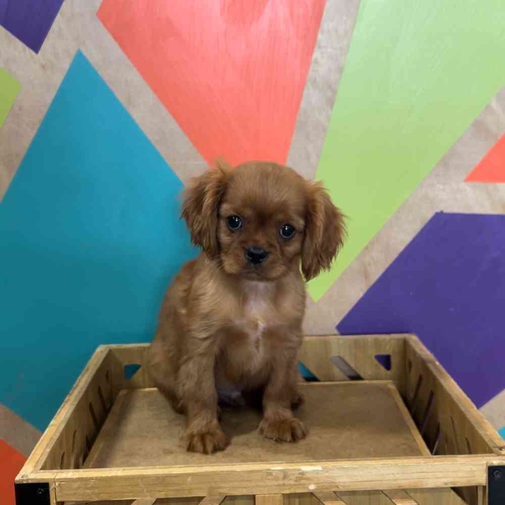 carousel pet images
