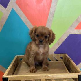 Cavalier King Charles Spaniel