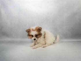 Pomeranian