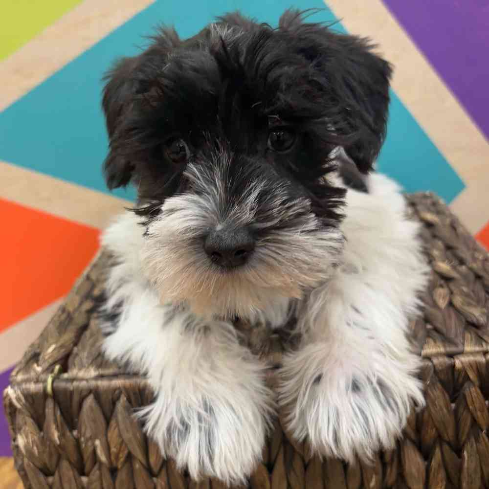 carousel pet images