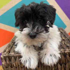 Mini Schnauzer