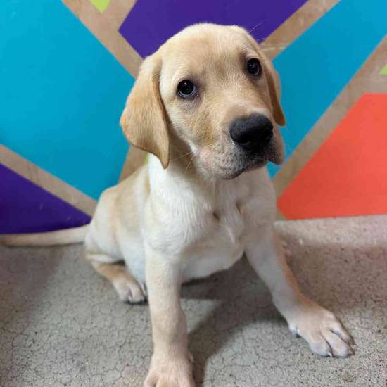 Louis