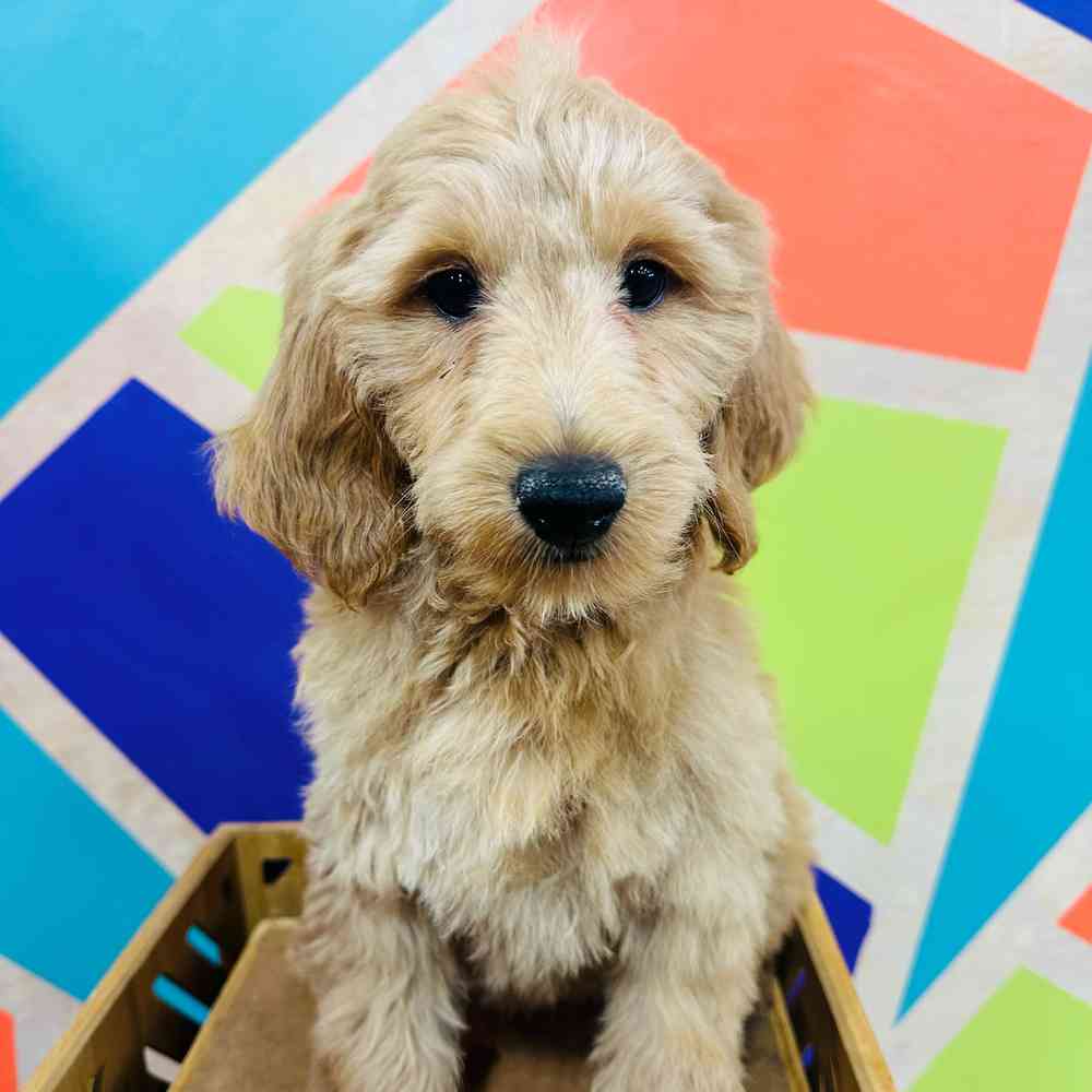 carousel pet images
