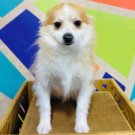 Pomeranian