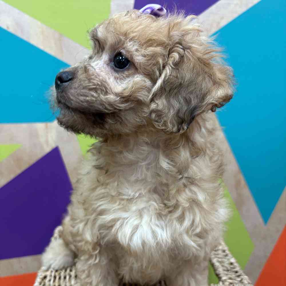 carousel pet images