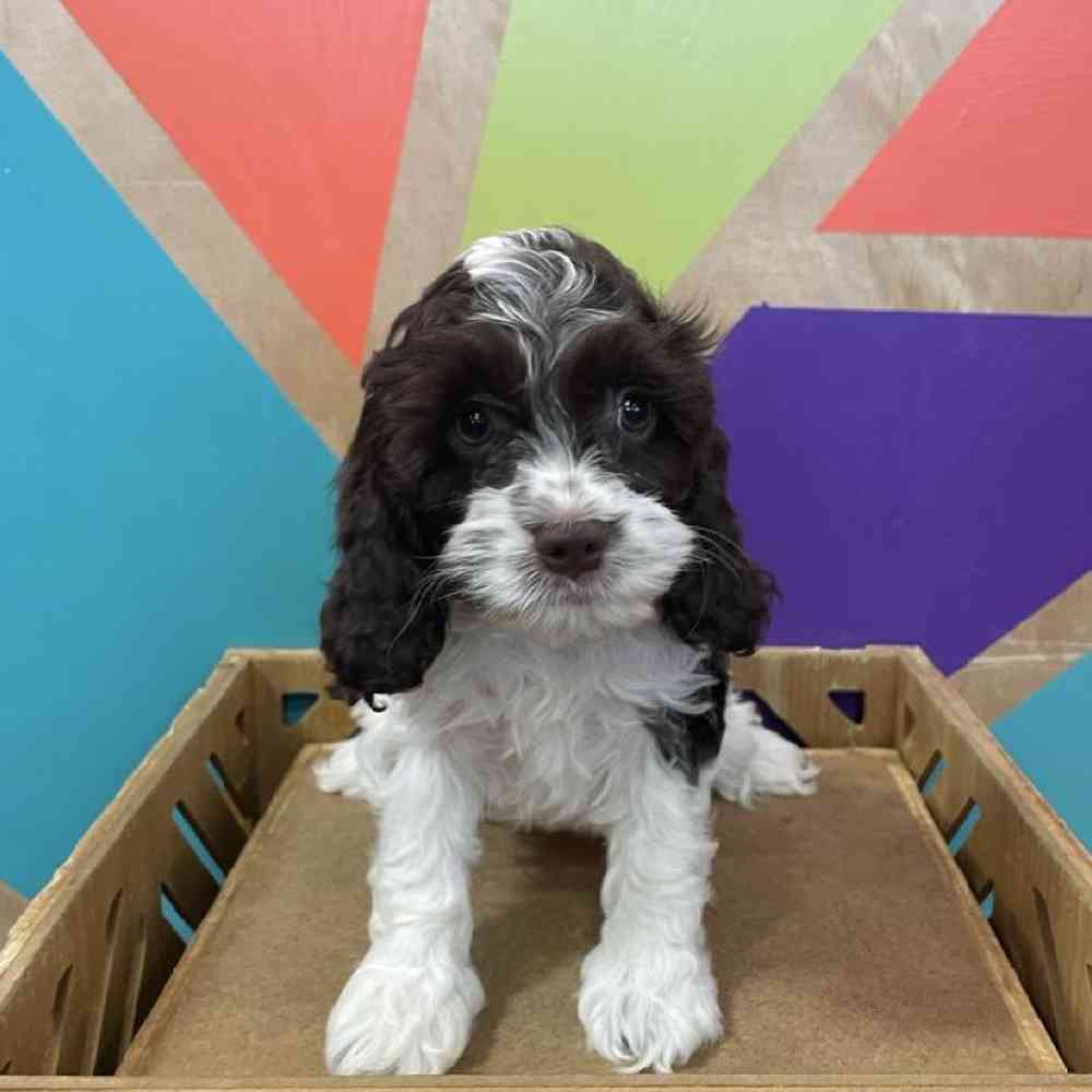 carousel pet images