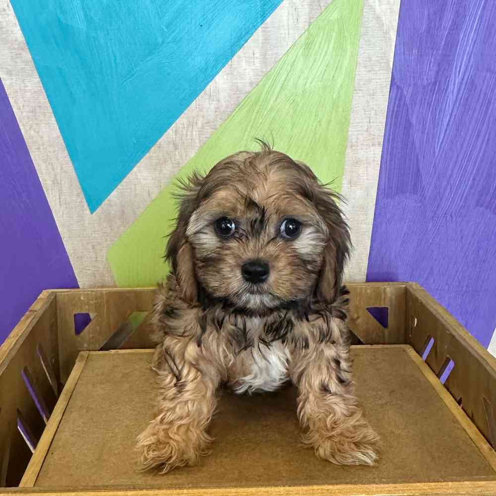 carousel pet images
