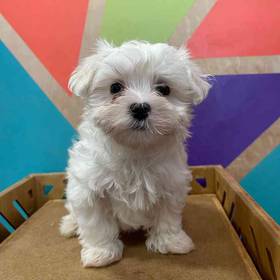 Maltese