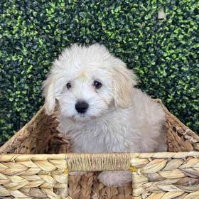 Maltipoo