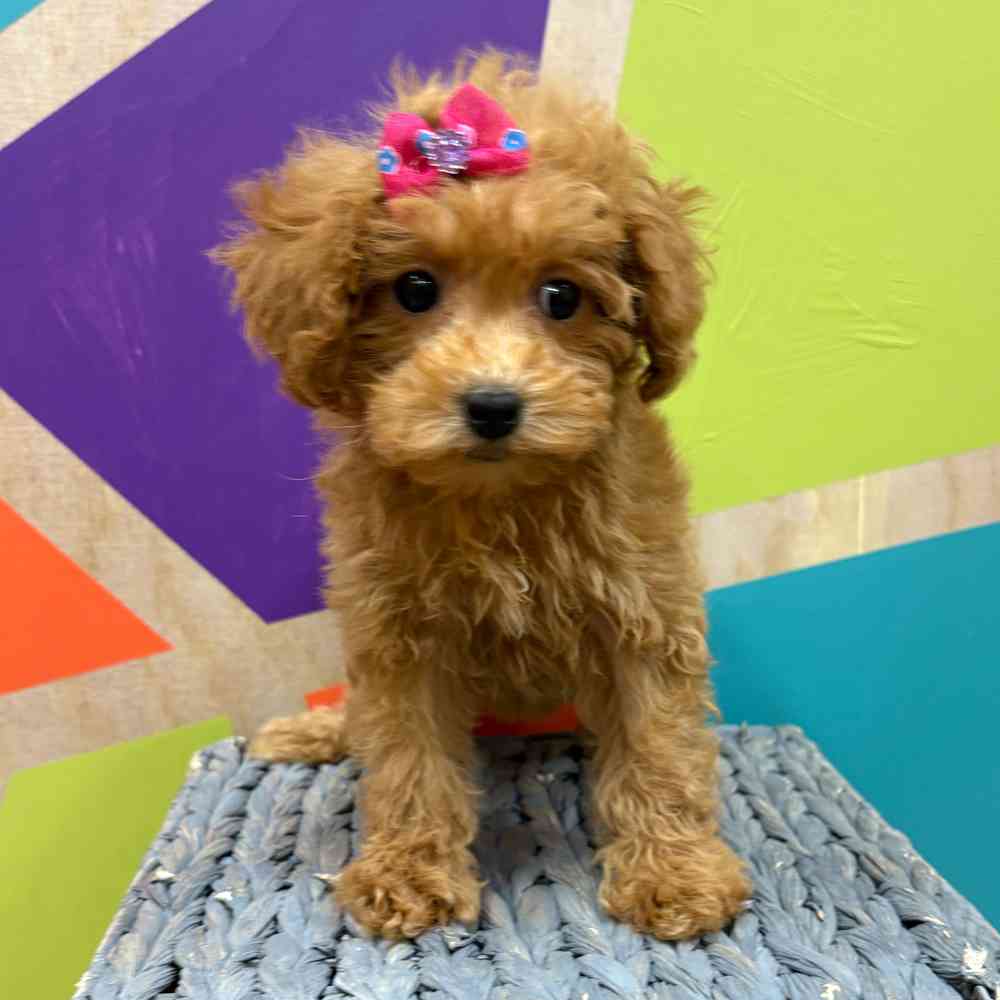 carousel pet images