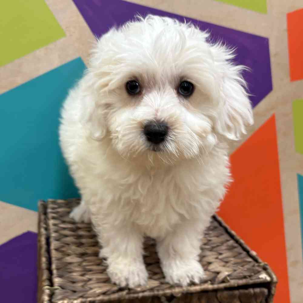 carousel pet images