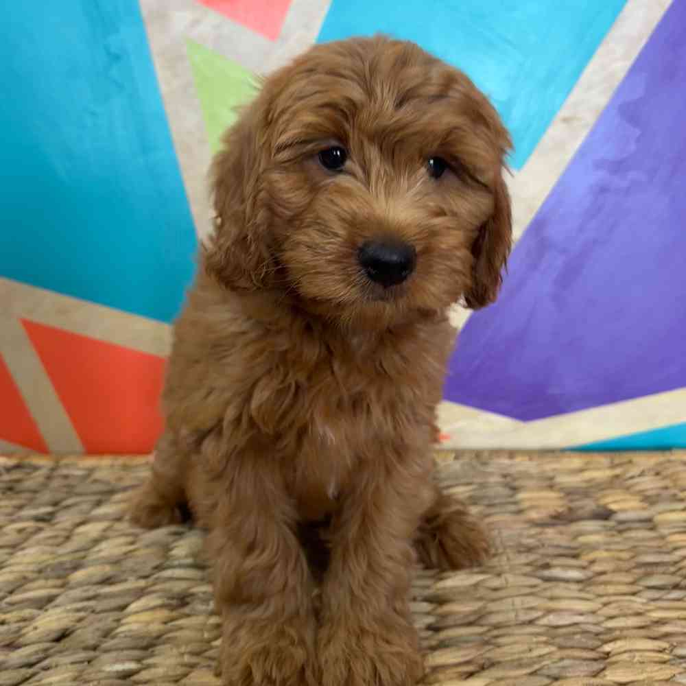pet breed image