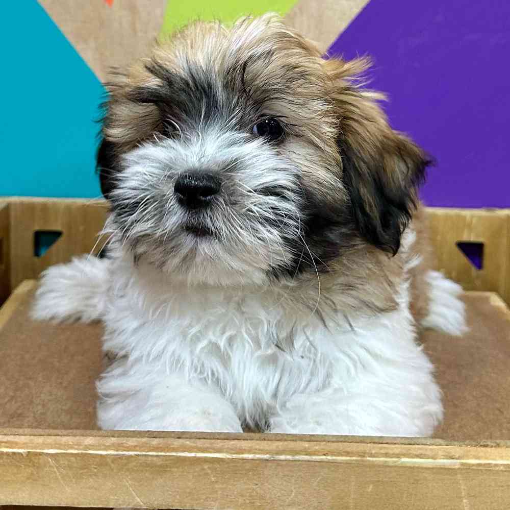 carousel pet images