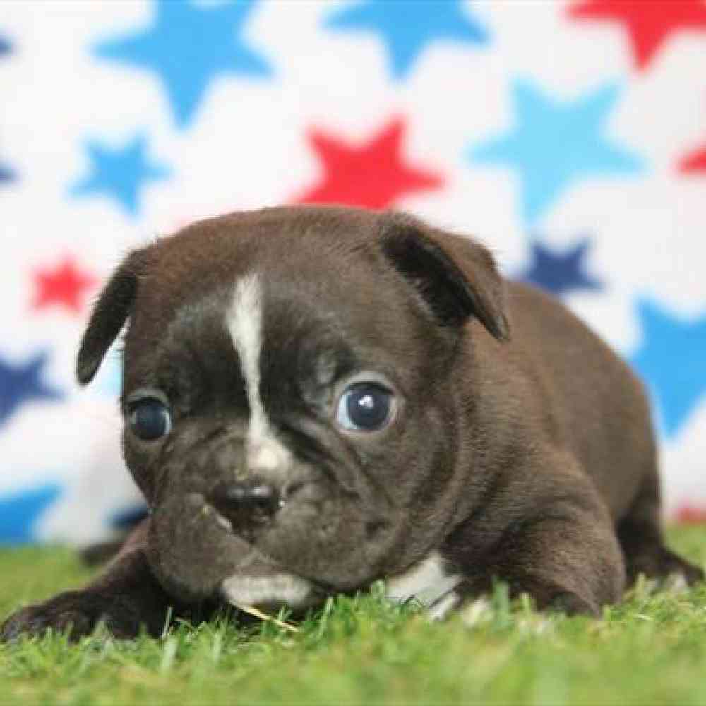 Image of a pet breed in the gallery