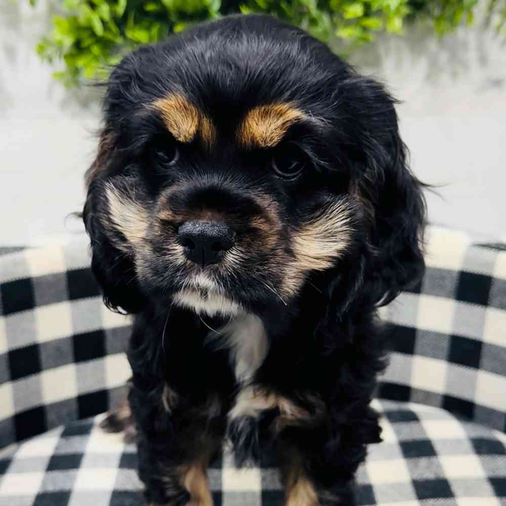 carousel pet images