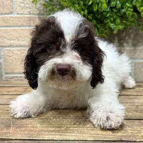 Newfoundland-Miniature Poodle
