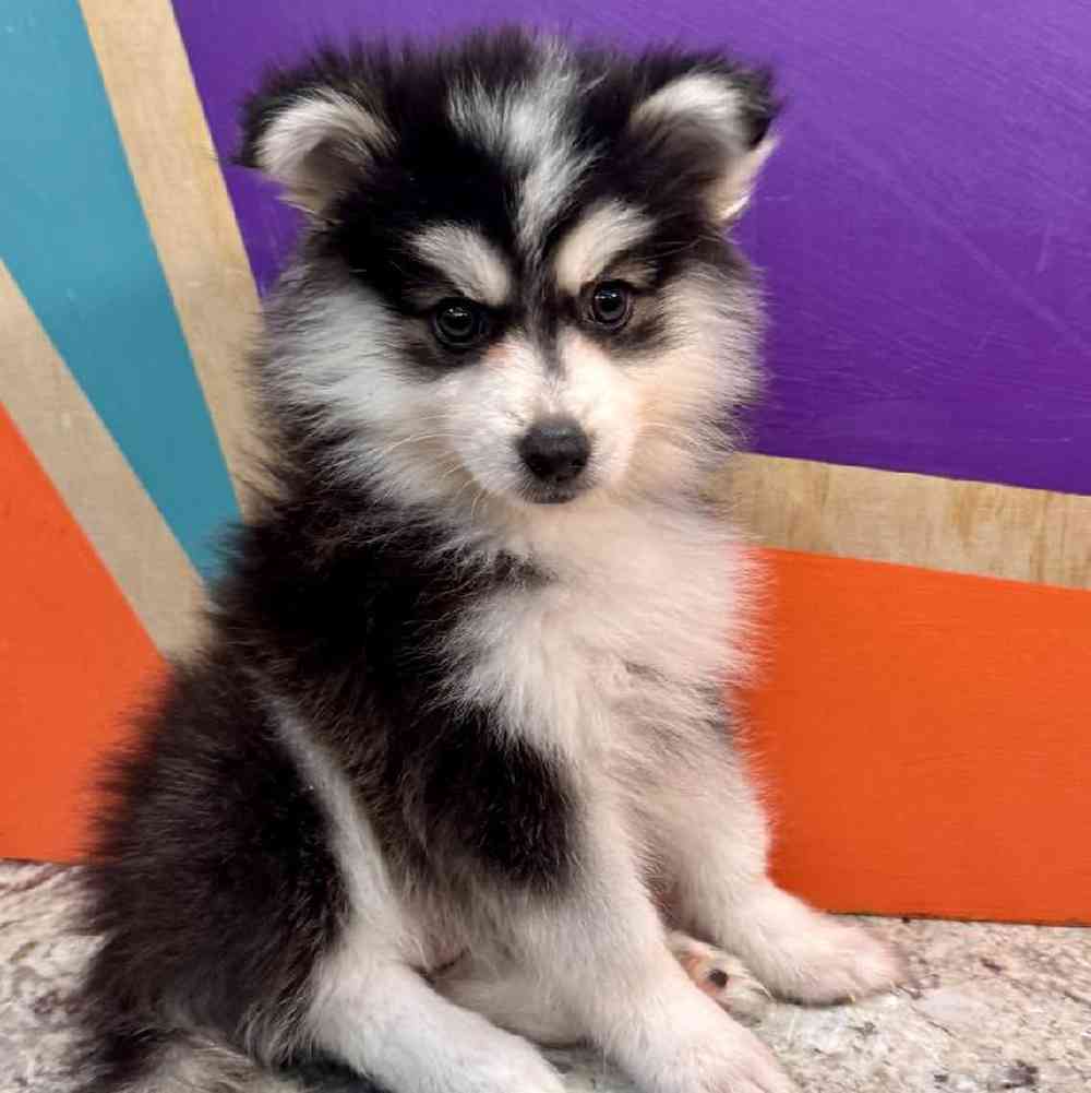 pet breed image