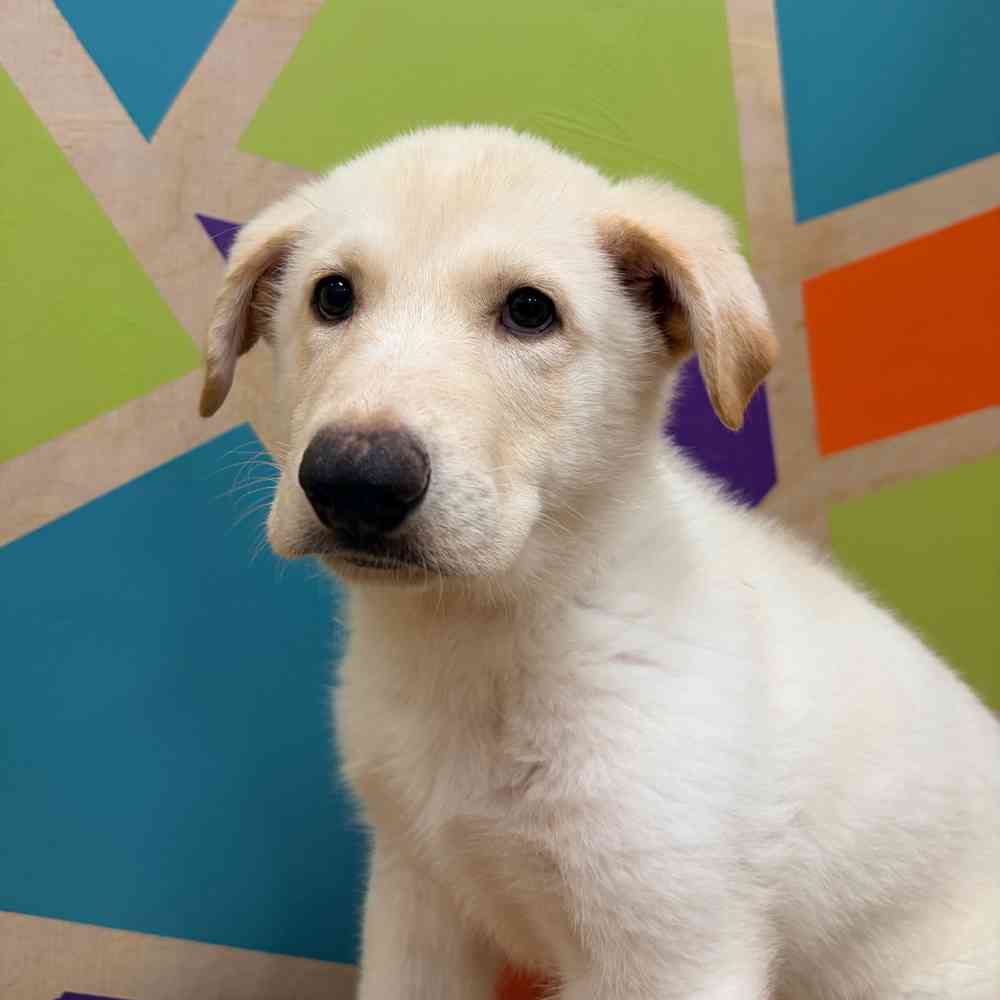 Image of a pet breed in the gallery