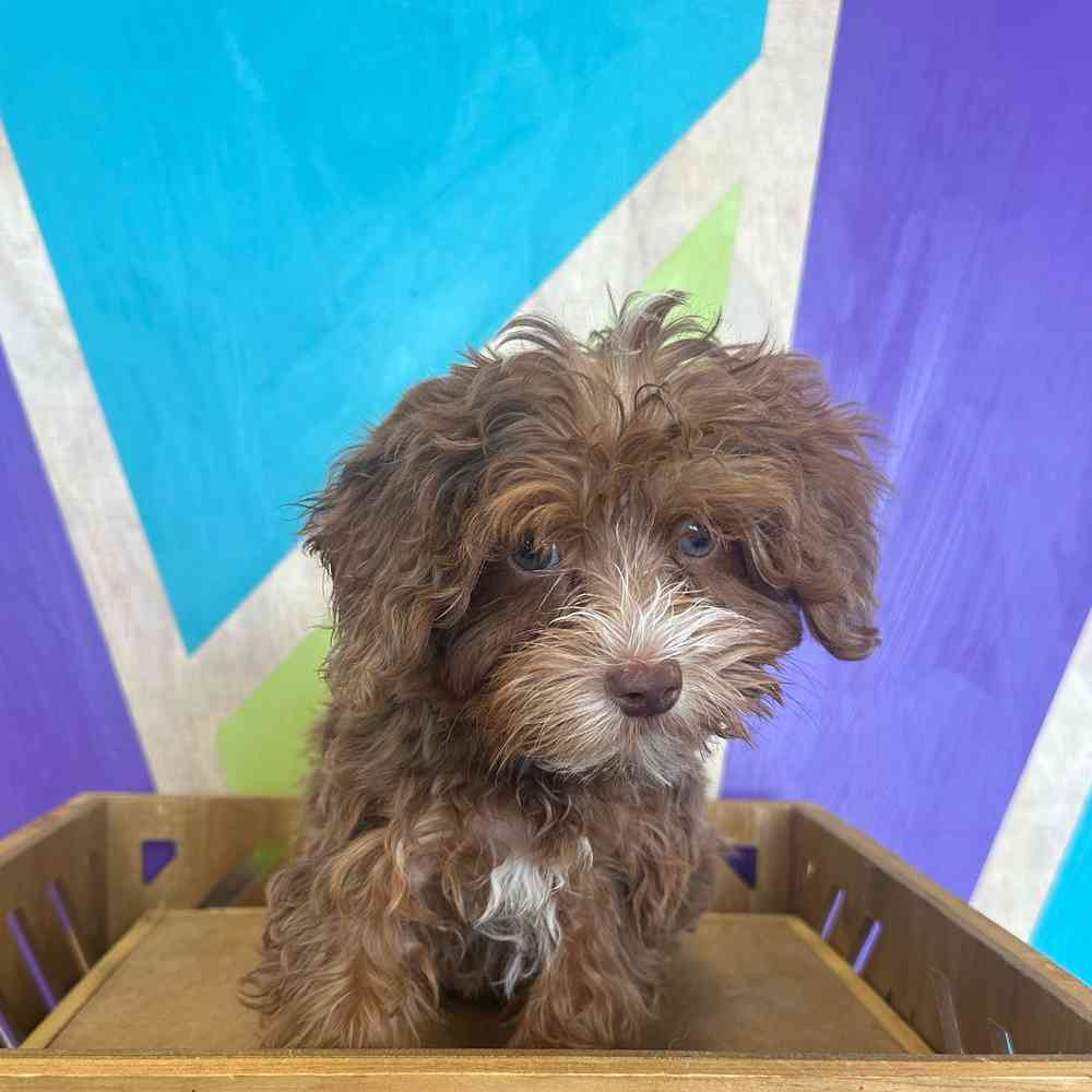 carousel pet images