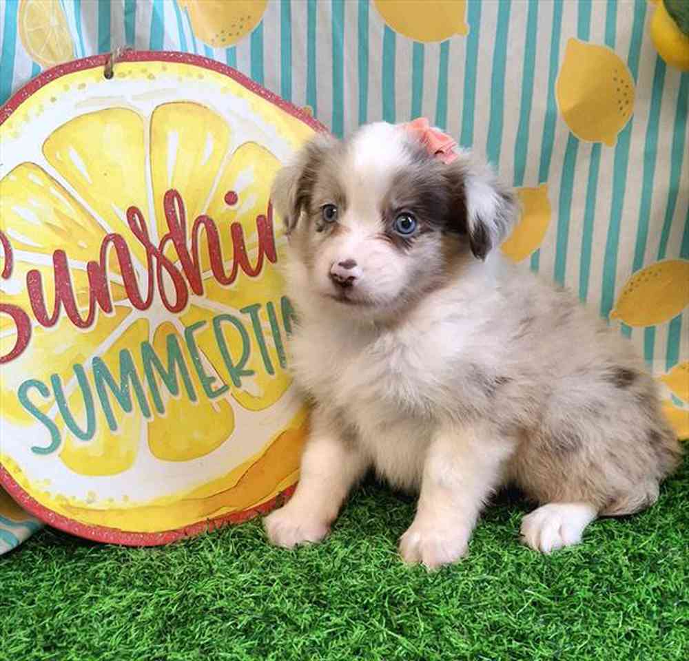 carousel pet images