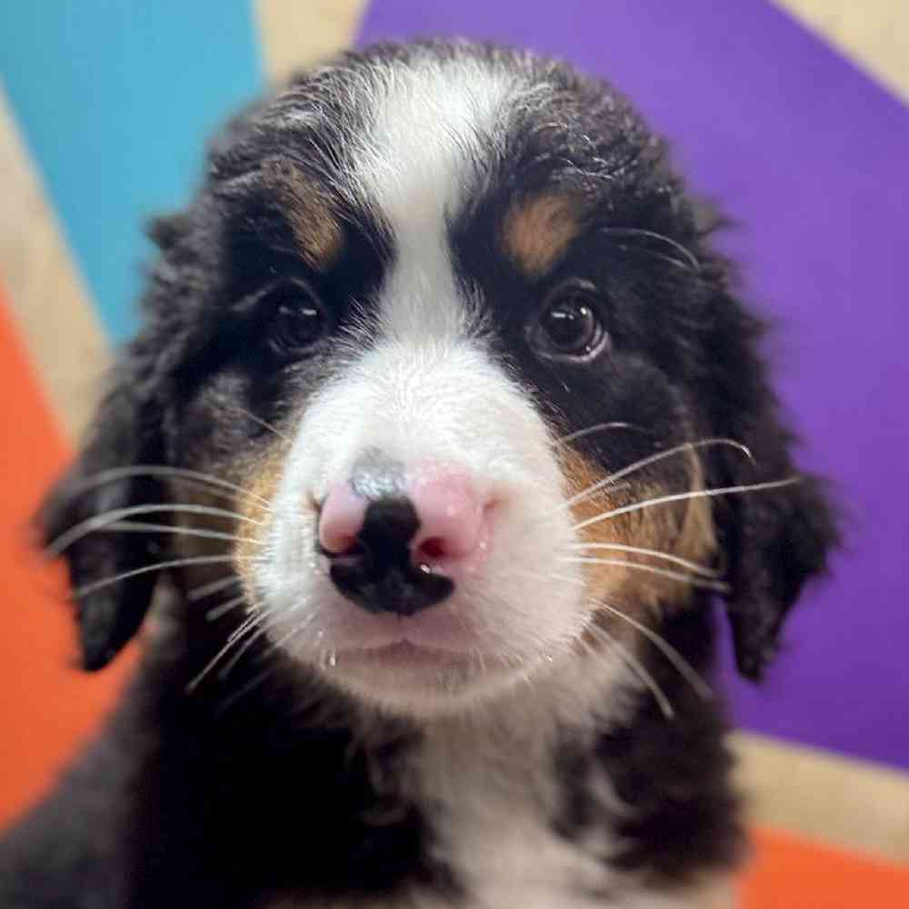 pet breed image