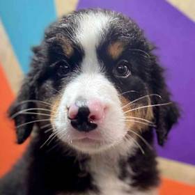 Bernese Mountain Dog
