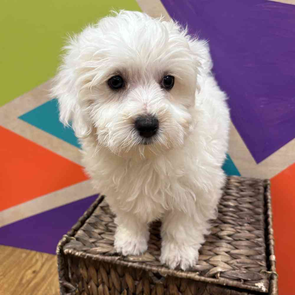 carousel pet images