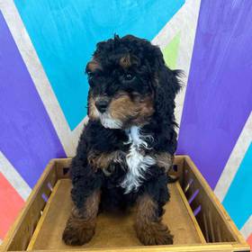 Mini Bernedoodle