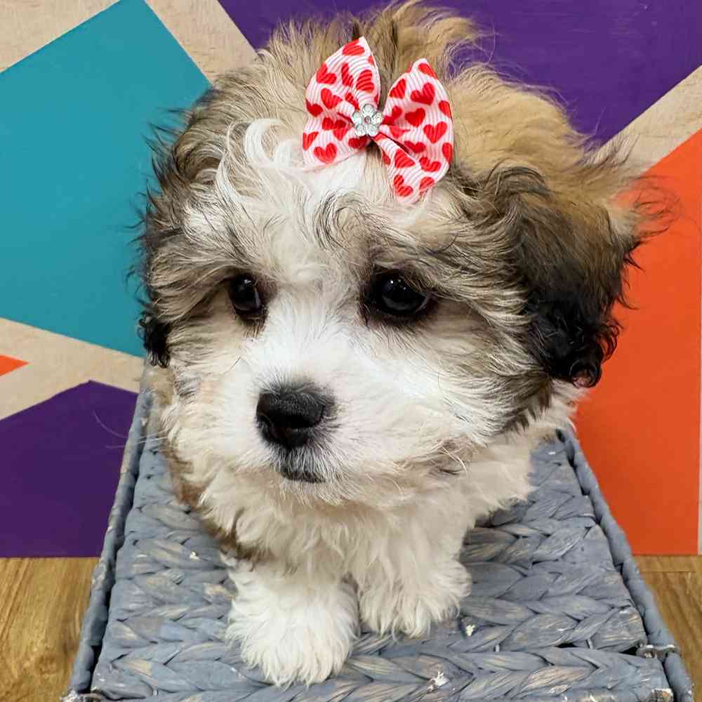 carousel pet images