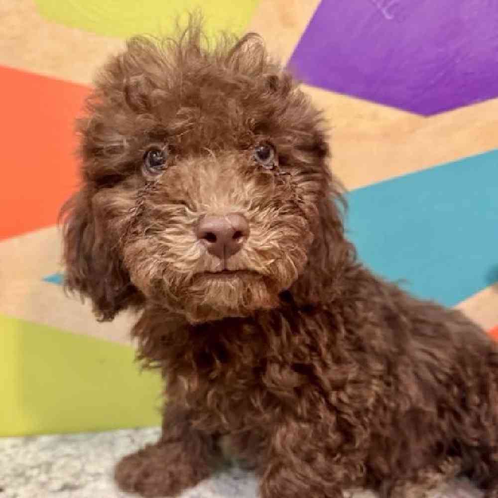 Image of a pet breed in the gallery