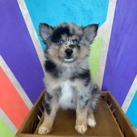 Pomsky