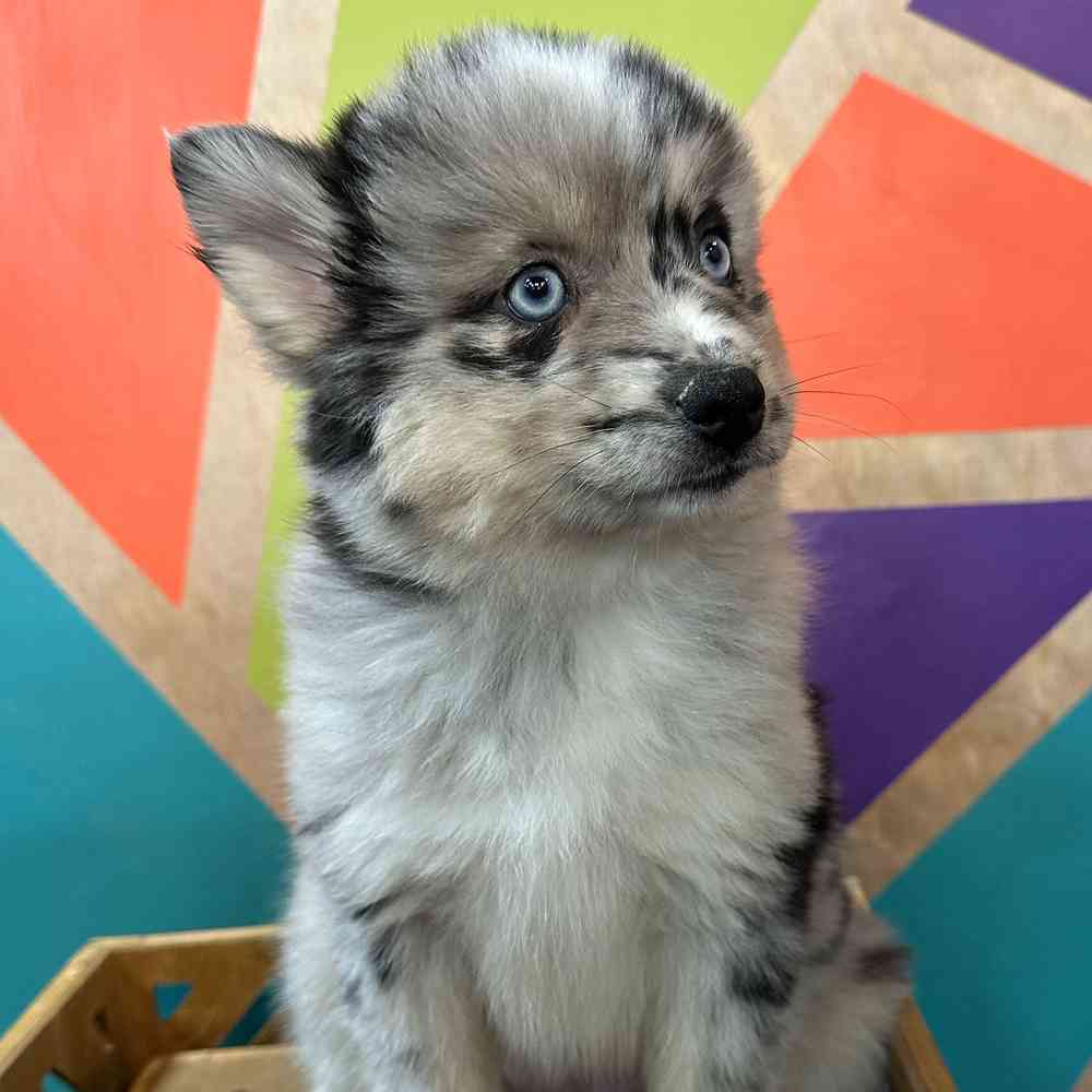 carousel pet images