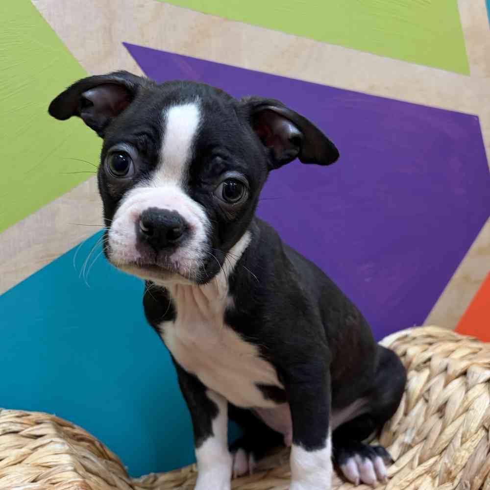 pet breed image